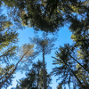 Canopy
