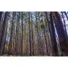 Forêt