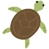 Tortue