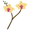 Orchidée jaune