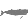 Scuba Taucher mit Pottwal