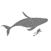 Diver with humpback whale