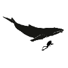 Humpback whale with diver