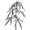 Cannabis