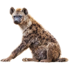 Hyena