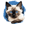 Balinese Cat Balinesenkatze