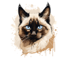 Balinese Cat Balinesenkatze