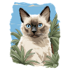 Balinese Cat Balinesenkatze