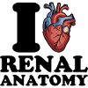 I love kidney anatomy