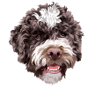 Lagotto Romagnolo