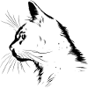 Cat, Cat Motif