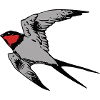 swallow 3 Farbe