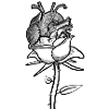 Coeur rose