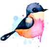 Titmouse