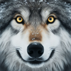 The Wolf's Gaze