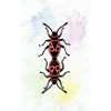 Firebugs