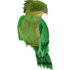 Kea Painted NZ BIRD