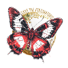 Sauvons les pollinisateurs - Red Butterfly