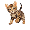 Bengal Cat Bengalkatze