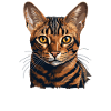 Bengal Cat Bengalkatze