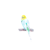 Budgerigar