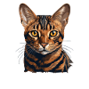 Chat du Bengale Bengalkatze