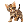 Chat du Bengale Bengalkatze