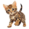 Bengal Cat Bengalkatze