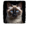Chat balinais Balinesenkatze
