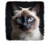 Chat balinais Balinesenkatze