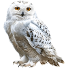 Snowy Owl