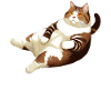 CAT FAT LYING