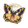 Sauvons les pollinisateurs - Yellow Butterfly