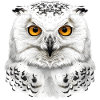 Snowy Owl Head