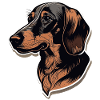 Dachshund
