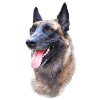 Malinois Dog Head
