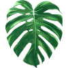 Monstera Blatt