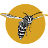 Wasp - Bee - Insect