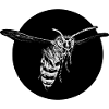 Wasp - Bee - Insect