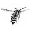 Guêpe - Abeille - Insecte