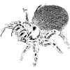 Spiders Vibe Wild Nature