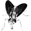 Mouche - L’adaptation et la précision des insectes de la nature