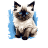 Birman Cat Birma Katze