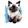 Birman Cat Birma Katze