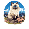 Birman Cat Birma Katze