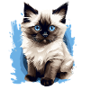Birman Cat Birma Katze