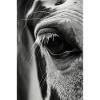 Cheval
