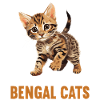 Bengal Cat Bengalkatze