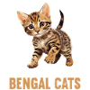 Chat du Bengale Bengalkatze