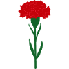 Single bright red carnation flower